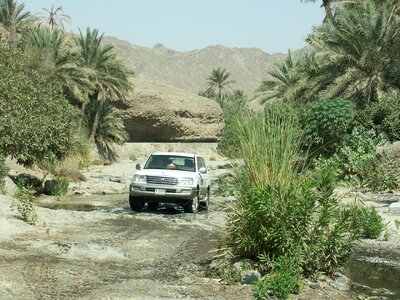 Wadi palm trees vacations photo