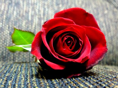 Romantic flower red rose