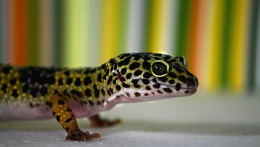 Pet reptile animals photo