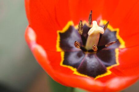 Tulips floral plant