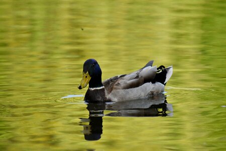 Aquatic Bird mallard wildlife photo