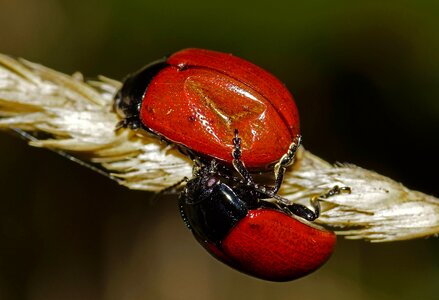 Animal arthropod beautiful image photo