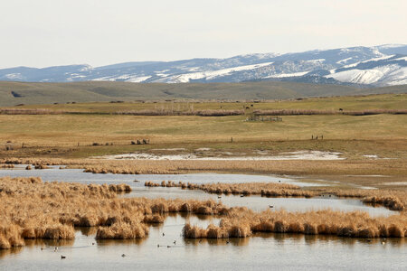 Pond for waterfowl