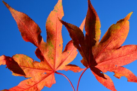 Tree autumn red