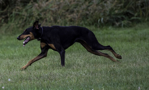 Dog running across the field