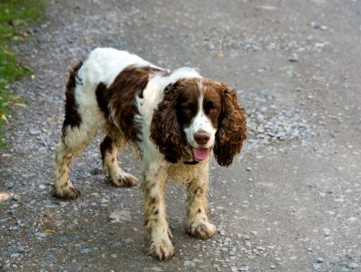 Springer spaniel english springer spaniel animal photo