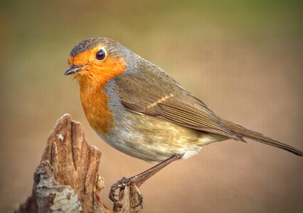 red robin on a branch