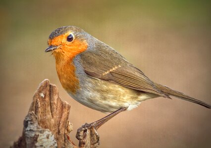 red robin on a branch photo