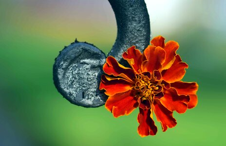 Beautiful beautiful flowers bloom