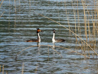 Species grebe member photo