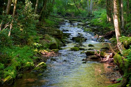 Dolly Sods Beautiful Stream Wildness photo