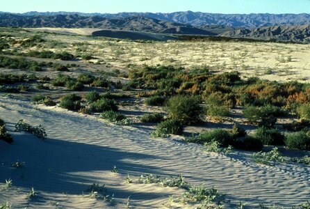 Desert environment scenic