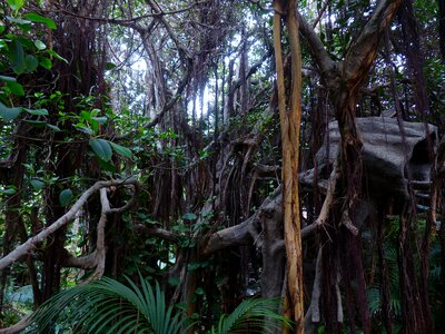 Tropical thicket plant photo