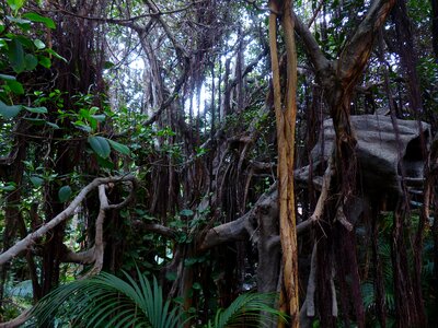 Tropical thicket plant