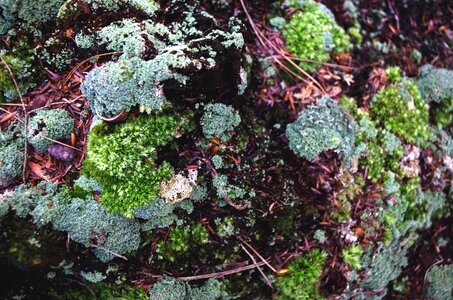 Blossom Cladonia rangiferina flora