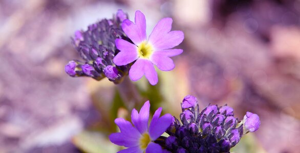 Beautiful beautiful flowers biology