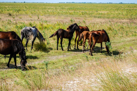 Herd of Wild Horses Grazing photo