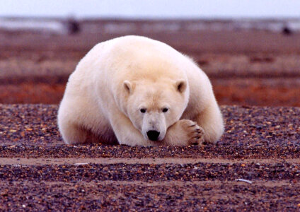 Polar bear resting, but alert photo