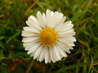 Garden composites white