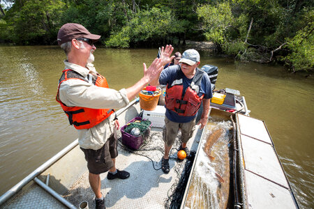 Biologist with gulf sturgeon on the Choctawhatchee River-4