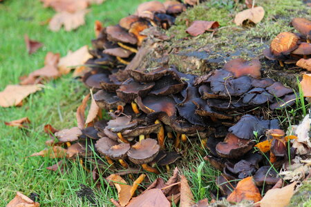 mushrooms, nature