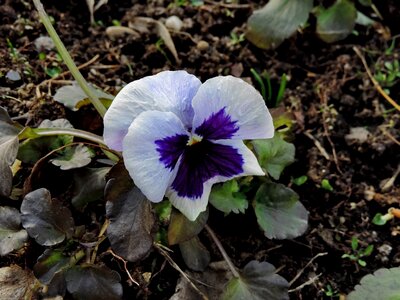 Purple plant flower