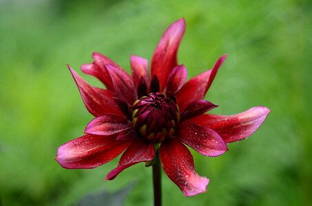 Burgundy leaf pistils background flowers