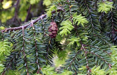 Beautiful Photo branch conifer