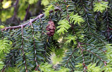 Beautiful Photo branch conifer photo