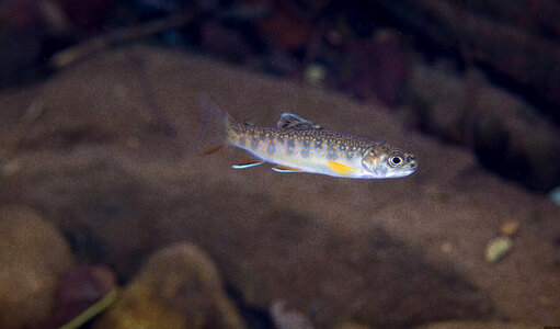 Brook Trout juvenile-1 photo