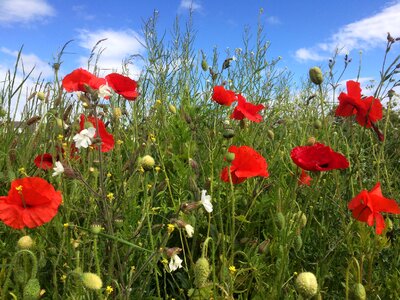 Filed spring wild flowers