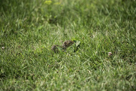 Ground Squirrel in the Grass photo