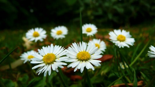 Beautiful Flowers bloom blooming photo