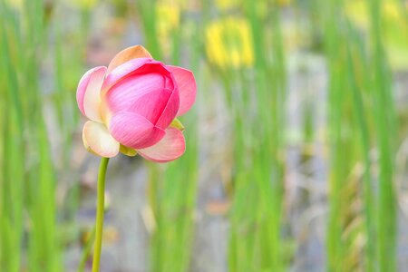 Beautiful Flowers blooming blossom photo