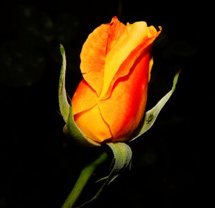 Red orange plant