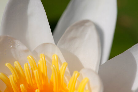 White lily photo