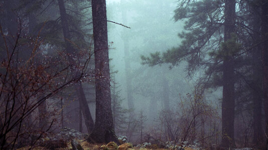 Dark Foggy Forest photo