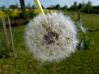 Plants flora taraxacum photo