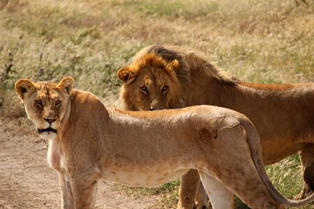 Animals lion lioness photo