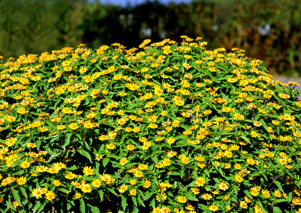 Yellow Daisy flower in garden photo