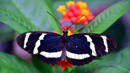 Animal arthropod beautiful flowers