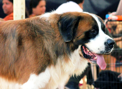 St Bernard Dog photo