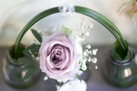 Romantic flower blossom