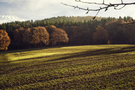 Wilderness Foliage Autumn