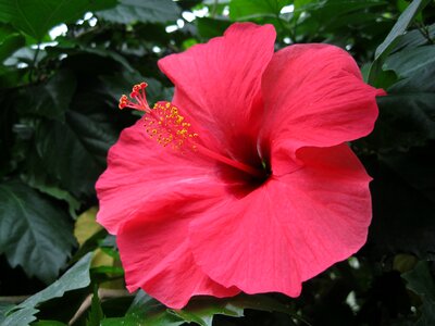 Marshmallow flower plant photo