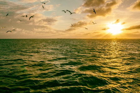 Seagulls At Sunset photo