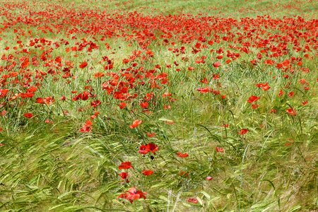 Nature field spring