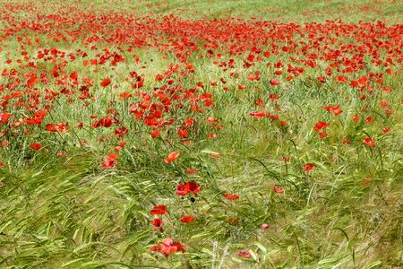 Nature field spring photo