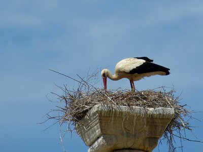 Bird nest bill photo