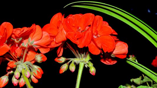 Geranium red flower photo
